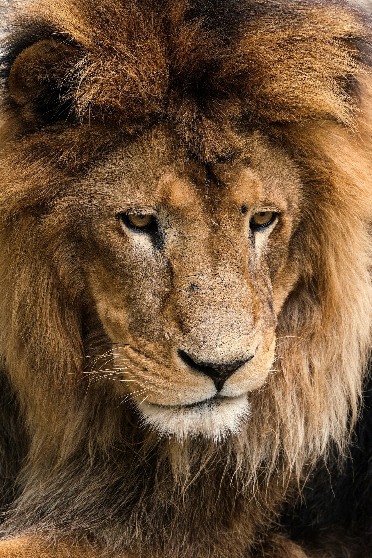The King of the Savanna: The Lion's Roar
