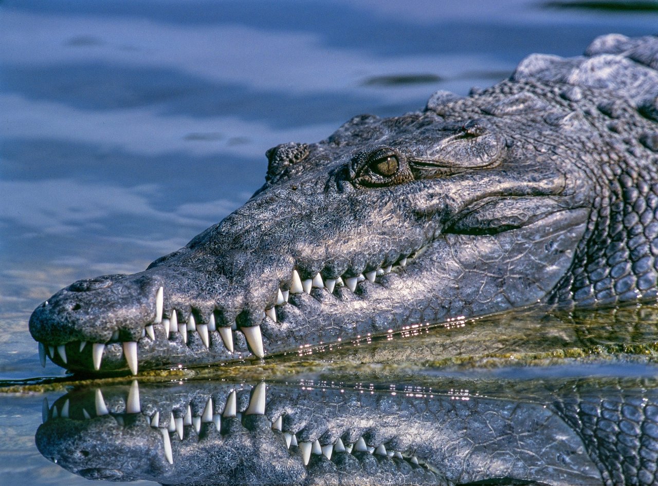 The Crocodile Chronicles: Ancient Reptiles of the Waterways