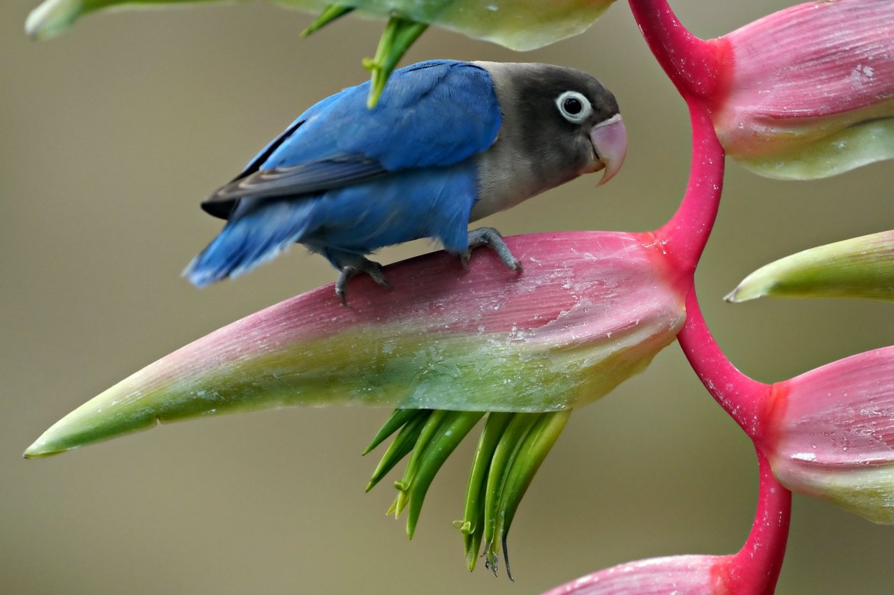 The Majestic World of Birds: Nature's Feathered Wonders