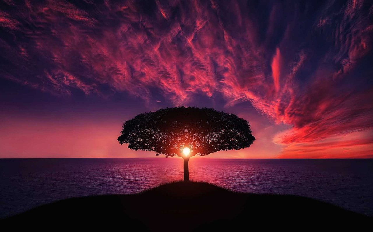 The Life of Trees: Guardians of the Earth's Ecosystems